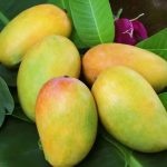 Kesar Mangoes Small box