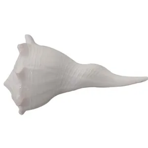 Right Hand Shankh-N - Anr