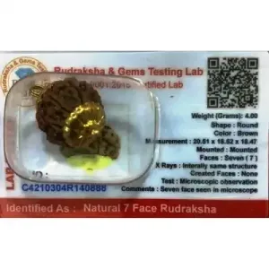 Rudraksha Beads 7 Face Nepali-Golden Cup