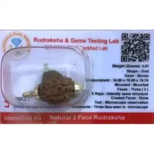 Rudraksha Beads 3 Face Himalayan-White Cup