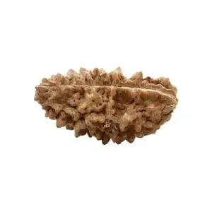 Rudraksha Beads 1 Face Casunet - LT