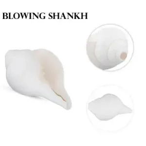 Blowing Shankh - 3.5x6.5 Inch